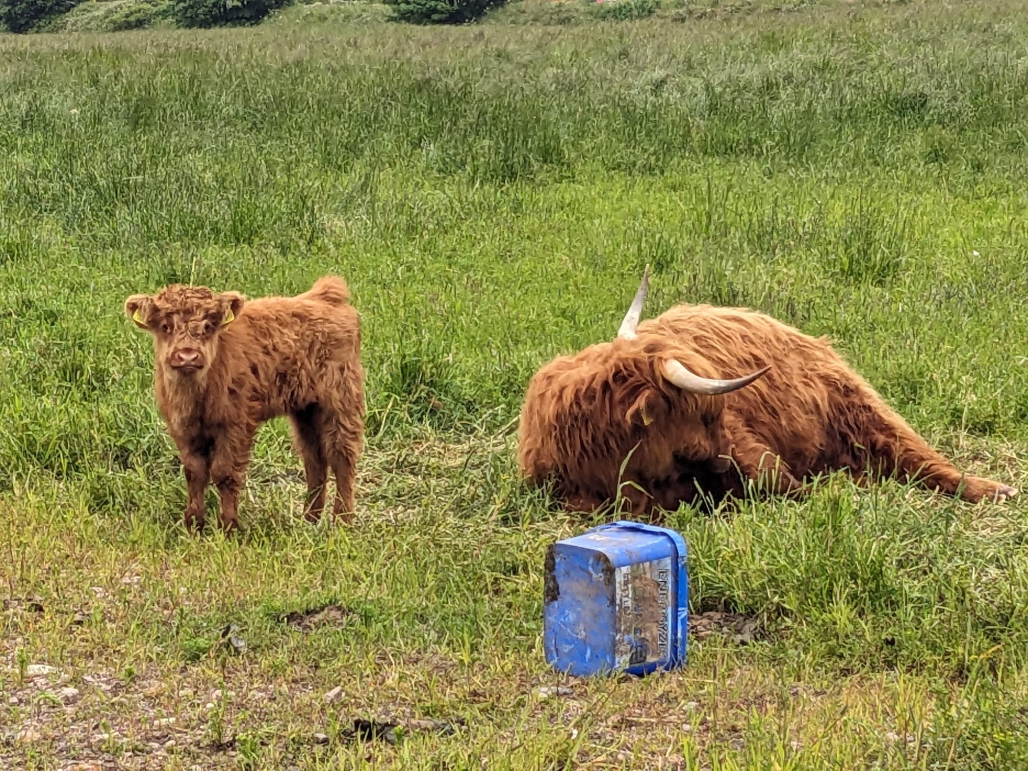 Two Highland Coos, taken by the OPF's Technical Lead